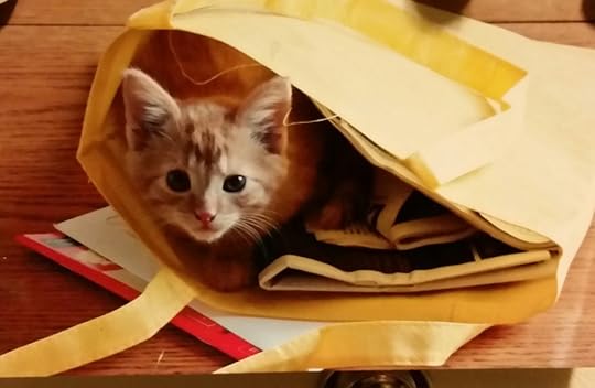 Cute and sweet! Meet Fifi!