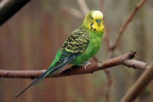 budgie-2201256__340