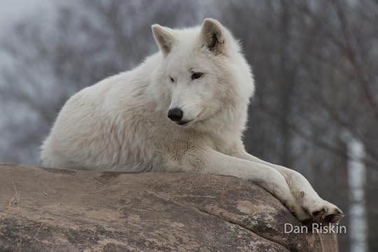 Origiwolf