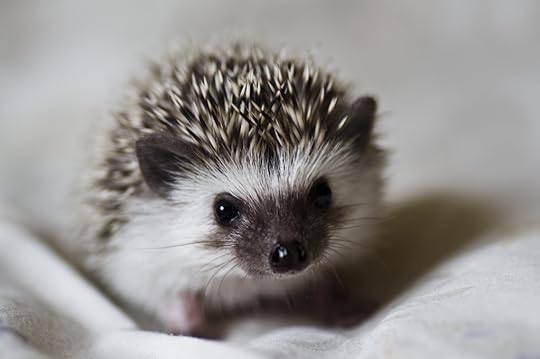 porcupette wee
