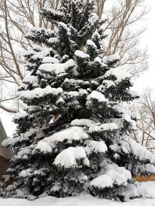 snow covered evergreen
