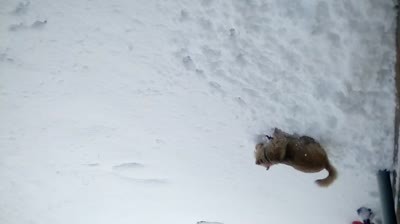 vid_20180212_104457.mp4