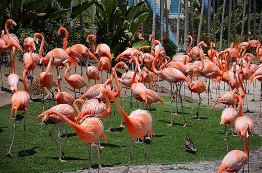 2 San Diego Zoo, Fun Things to do in the USA, Survive Travel