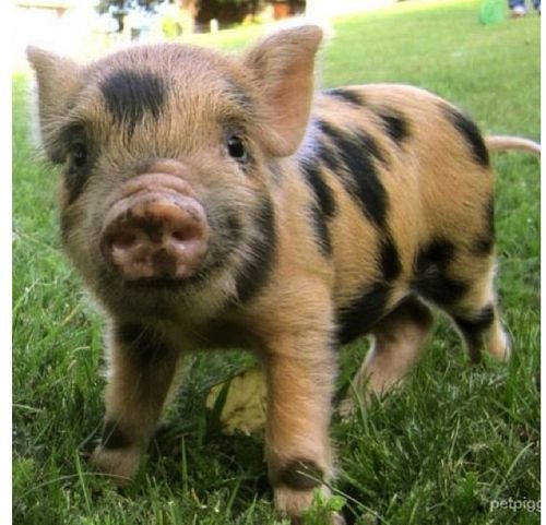 Image result for pot bellied pigs