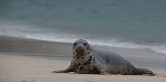 A seal on the nearby island of Mingulay