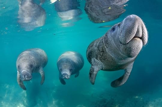 Manatees Crystal River Florida