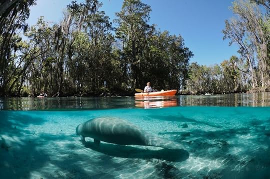 Kayaking with manatees Crystal River Florida