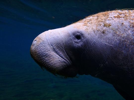 Manateee