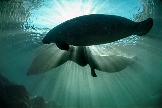 Florida Manatees