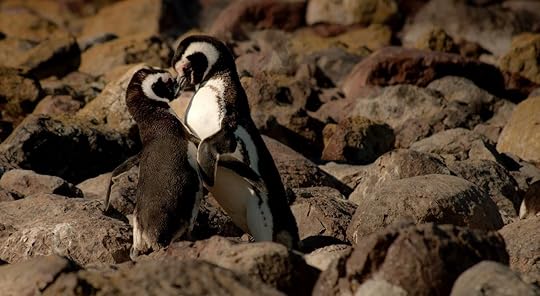 Penguins kissing in Argentina