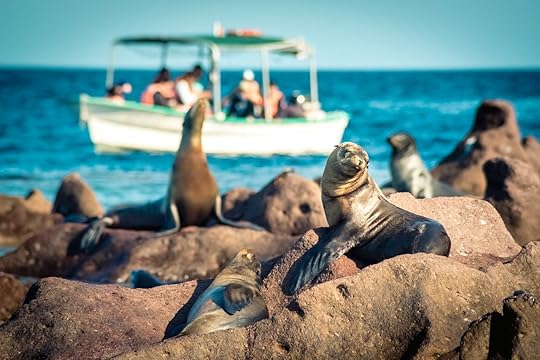 seals on Espiritu Santo