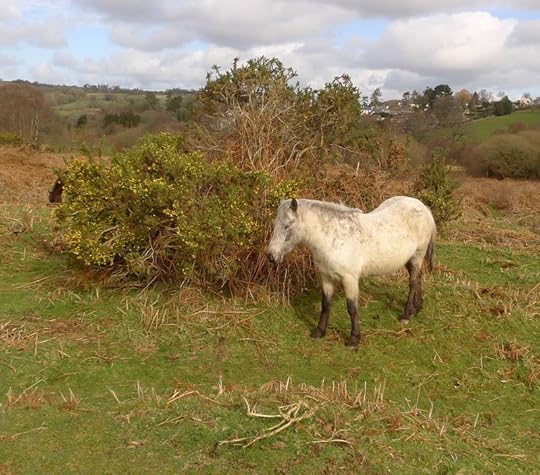 Dartmoor pony