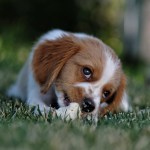 Dog with Biscuit