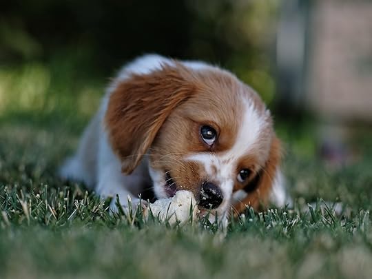 Dog with Biscuit
