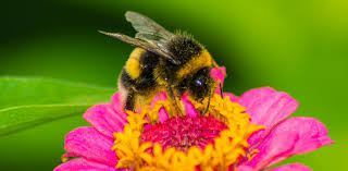 bumblebee on flower