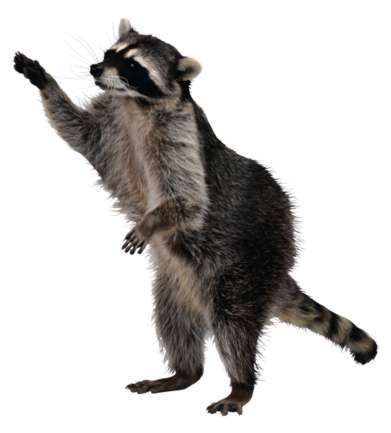 Don't be the raccoon