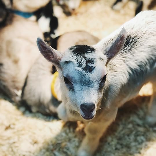 baby goats, beekman 1802, beekman boys , beekman 1802 almanac, beekman farm, sharon springs ny, new york farming