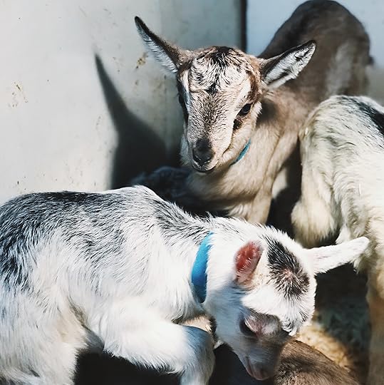 baby goats, beekman 1802, beekman boys , beekman 1802 almanac, beekman farm, sharon springs ny, new york farming