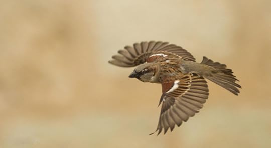 Sparrow in flight (photograph by Manuel Grossele)