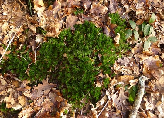 Moss and Leaf
