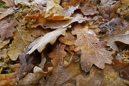 Frost rimmed leaves