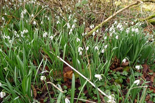 Snowdrops in the woods