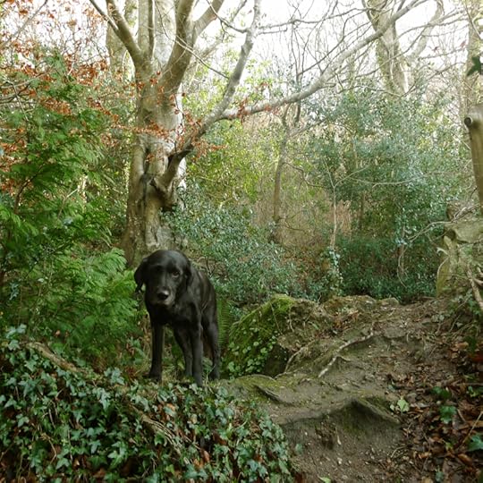 Hound, noticing everything