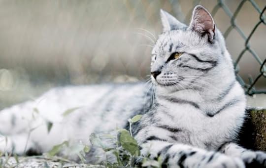 Image result for beautiful she cats