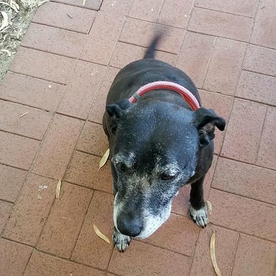 Shadow the dog masquerading as Lucille