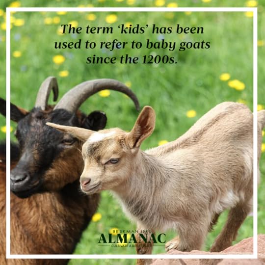 Goat Facts, beekman 1802 farm, beekman farm, baby goats, beekman boys, beekman 1802 almanac, fun facts, trivia,