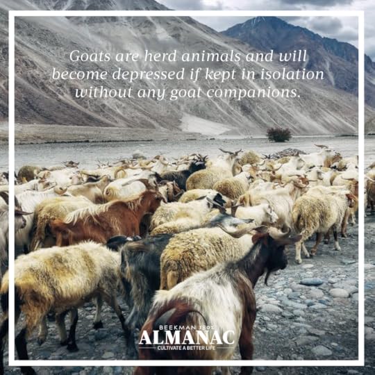 Goat Facts, beekman 1802 farm, beekman farm, baby goats, beekman boys, beekman 1802 almanac, fun facts, trivia,