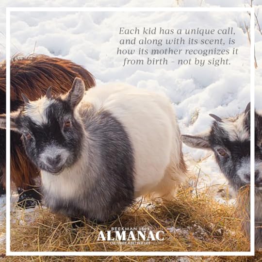 Goat Facts, beekman 1802 farm, beekman farm, baby goats, beekman boys, beekman 1802 almanac, fun facts, trivia,