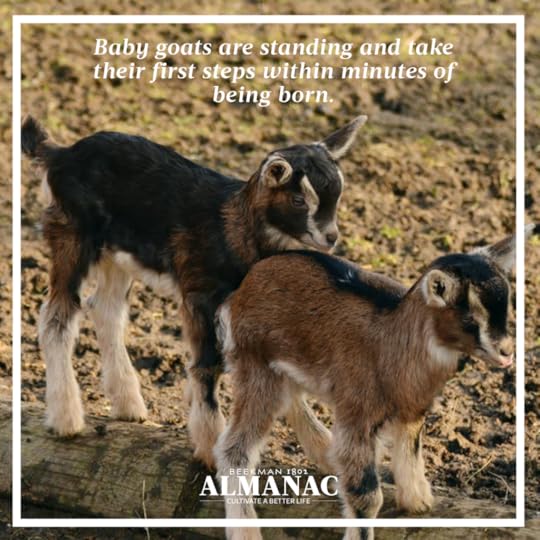 Goat Facts, beekman 1802 farm, beekman farm, baby goats, beekman boys, beekman 1802 almanac, fun facts, trivia,