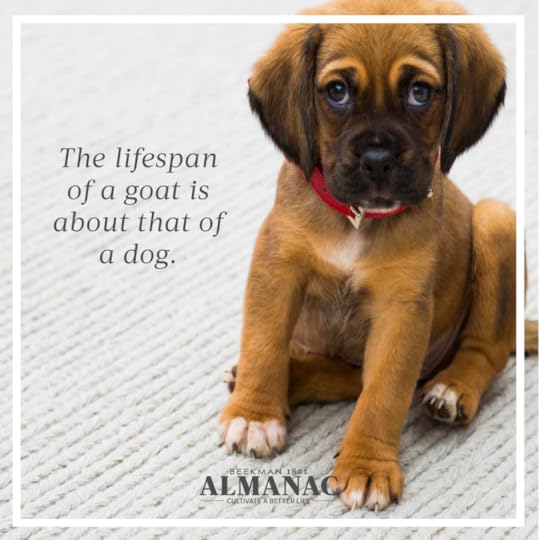 Goat Facts, beekman 1802 farm, beekman farm, baby goats, beekman boys, beekman 1802 almanac, fun facts, trivia,