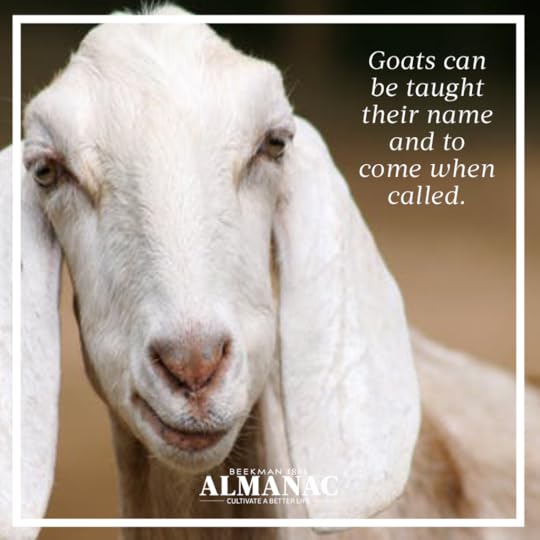 Goat Facts, beekman 1802 farm, beekman farm, baby goats, beekman boys, beekman 1802 almanac, fun facts, trivia,