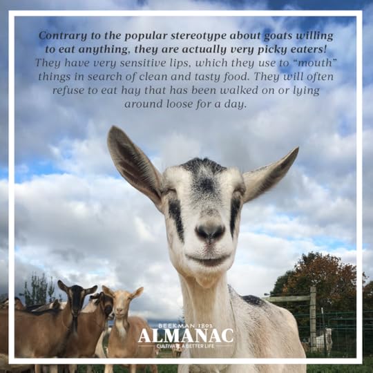 Goat Facts, beekman 1802 farm, beekman farm, baby goats, beekman boys, beekman 1802 almanac, fun facts, trivia,