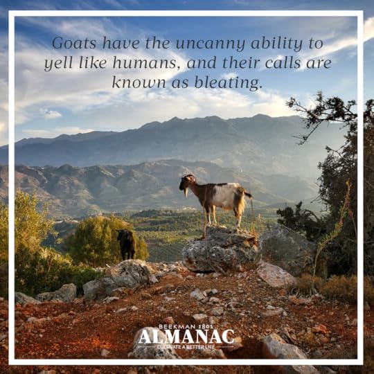 Goat Facts, beekman 1802 farm, beekman farm, baby goats, beekman boys, beekman 1802 almanac, fun facts, trivia,