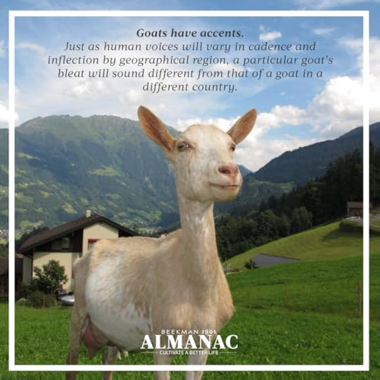 Goat Facts, beekman 1802 farm, beekman farm, baby goats, beekman boys, beekman 1802 almanac, fun facts, trivia,