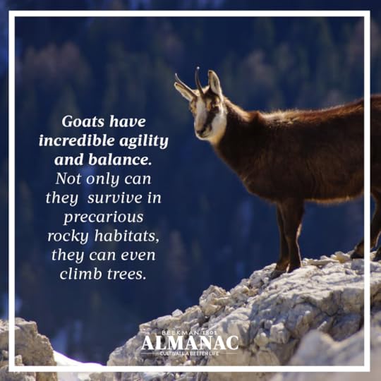 Goat Facts, beekman 1802 farm, beekman farm, baby goats, beekman boys, beekman 1802 almanac, fun facts, trivia,