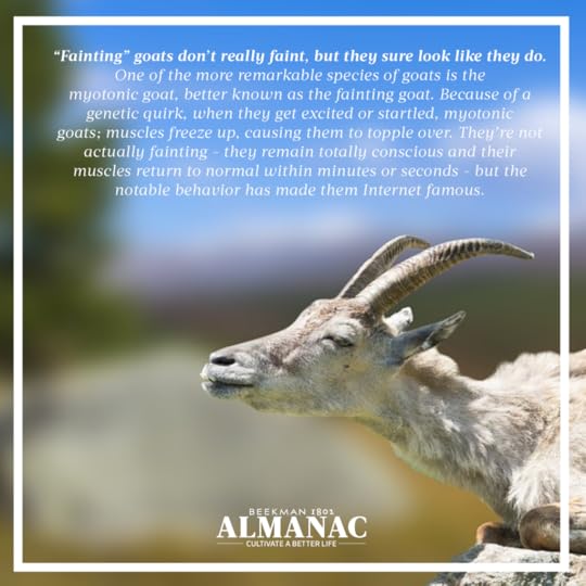 Goat Facts, beekman 1802 farm, beekman farm, baby goats, beekman boys, beekman 1802 almanac, fun facts, trivia,