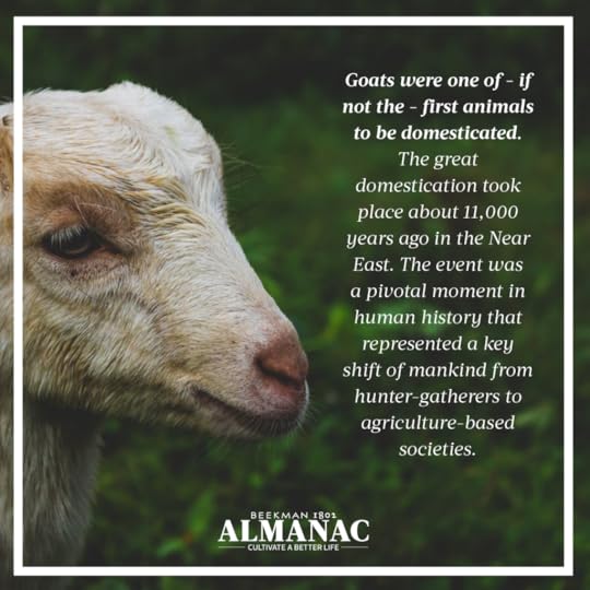 Goat Facts, beekman 1802 farm, beekman farm, baby goats, beekman boys, beekman 1802 almanac, fun facts, trivia,