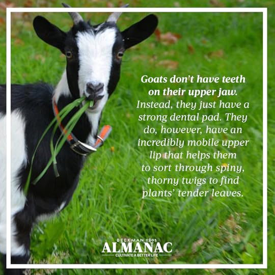 Goat Facts, beekman 1802 farm, beekman farm, baby goats, beekman boys, beekman 1802 almanac, fun facts, trivia,