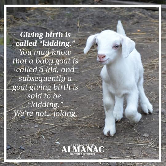 Goat Facts, beekman 1802 farm, beekman farm, baby goats, beekman boys, beekman 1802 almanac, fun facts, trivia,