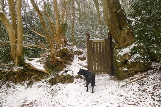 Gate in snow