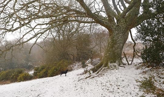 Oak tree in snow