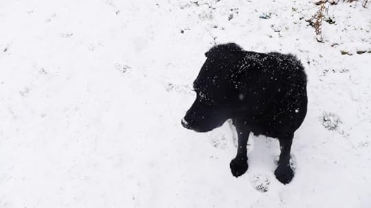 Hound in snow