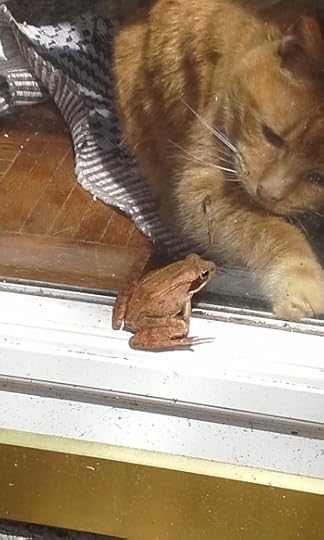 Murphy saying hello to a frog