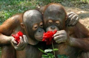 orangutans for SavingWild.com