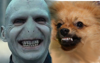 voldy_pom_rrr_smile1