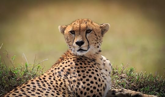 Cheetah in Africa